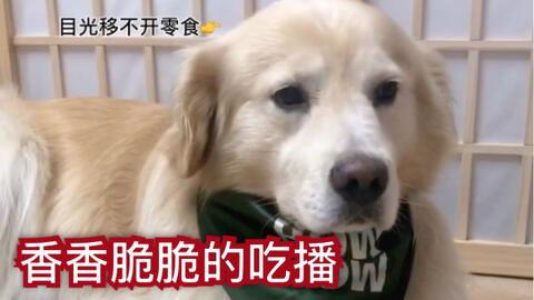 狗子的最新爆料视频,娱乐圈幕后真相大曝光！  第2张